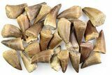1 1/4" to 1 1/2" Fossil Mosasaur Teeth - Photo 4